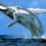 長壽動物抗衰老主題視覺：呈現裸鼴鼠、北極鯨與烏龜等長壽動物的抗衰老機制