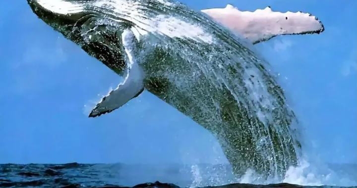 長壽動物抗衰老主題視覺：呈現裸鼴鼠、北極鯨與烏龜等長壽動物的抗衰老機制