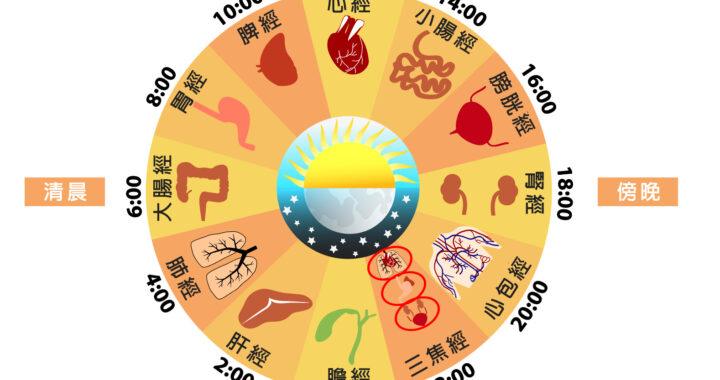 人體生理時鐘運作示意圖，展示各臟器在 24 小時週期內的代謝功能節律與生理活動高峰。